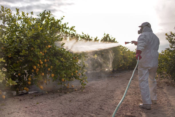 Best Affordable Pest Control Services  in Brent, FL