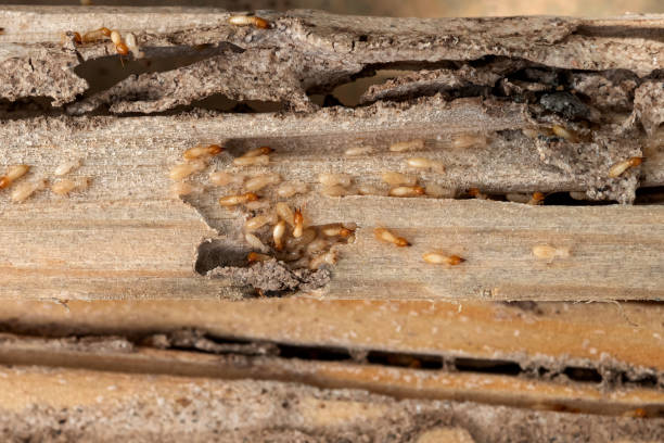 Best Residential Pest Control  in Brent, FL