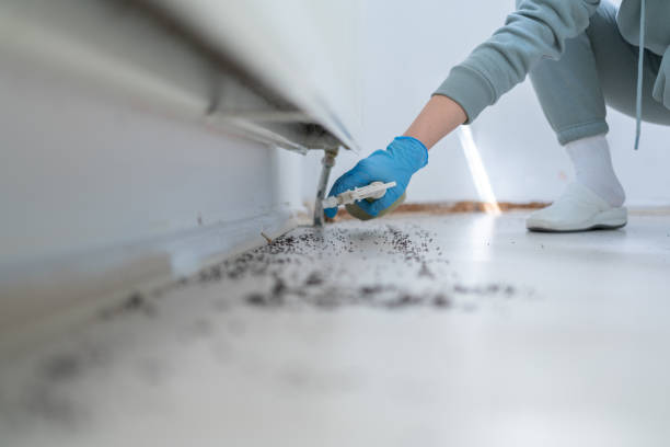 Best Bed Bug Extermination  in Brent, FL